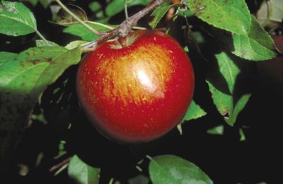 Haralson Apple | Photo courtesy of Bailey Nurseries, Inc.