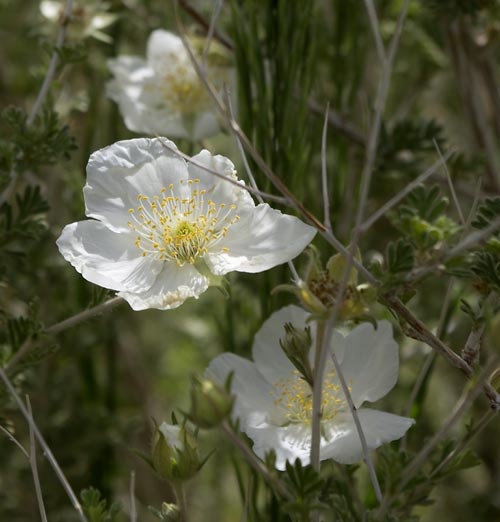 Apache Plume For Sale