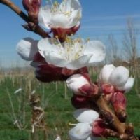 Pioneer Chinese Apricot
