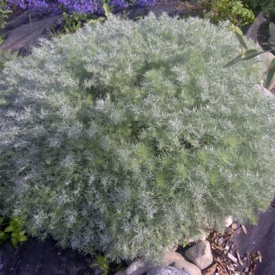 Silver Mound Artemisia | photo courtesy of Bron and Sons Nursery