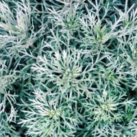 Artemisia ‘Silver Mound’