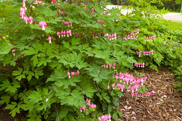Old-fashioned Bleeding Heart  Wyoming Plant Company
