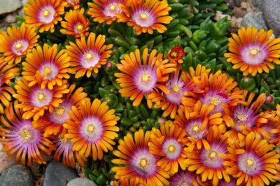 'Fire Spinner'® Ice Plant