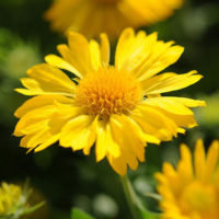 ‘Mesa Yellow’ Gaillardia