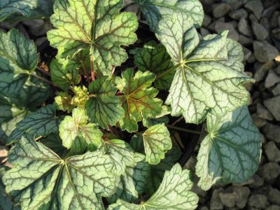 'Green Spice' Coral Bells