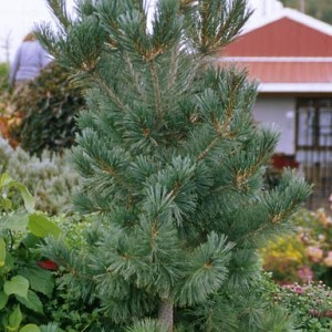 Vanderwolf's Limber Pine | Wyoming Plant Company