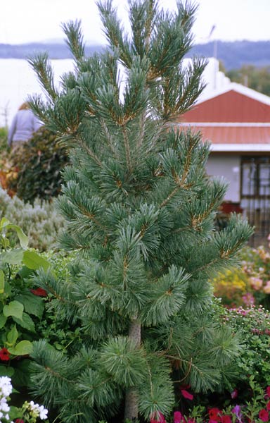 Vanderwolf's Limber Pine