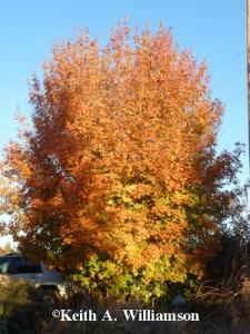 Bigtooth Maple | Photo Courtesy of Keith Williamson, Little Valley Nursery