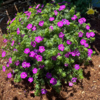 Geranium, Bloody Cranesbill