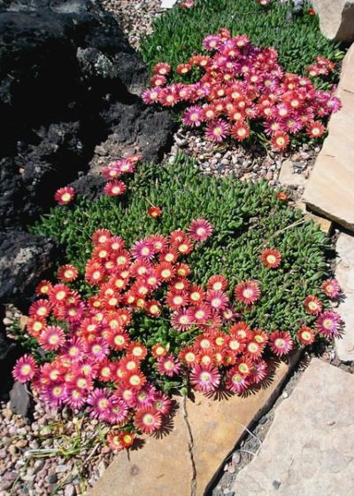 'Red Mountain'® Ice Plant