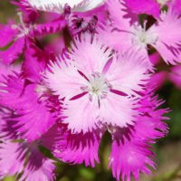 Dianthus ‘First Love’