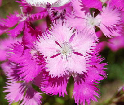 Dianthus 'First Love'