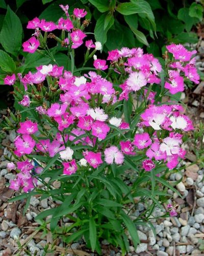 Dianthus 'First Love'
