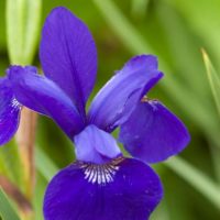 Siberian Iris ‘Caesar’s Brother’