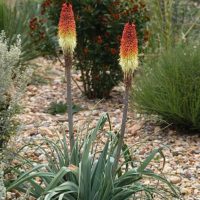 Regal Torch Lily