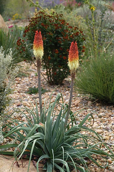 Regal Torch Lily