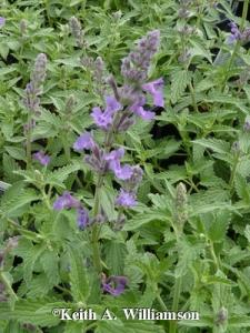 Nepeta x 'Little Trudy' catmint