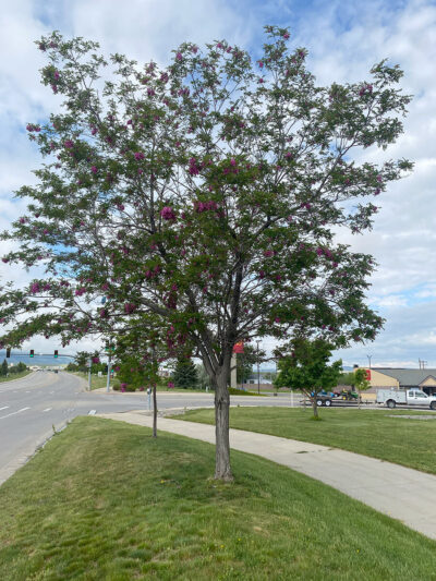 Purple Robe Locust on CY Avenue in Casper, June 2025