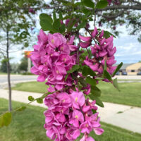 Purple Robe Locust
