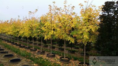 'Sensation' Maple | Photo courtesy of Brentano's Tree Farm