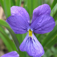 Corsican Violet