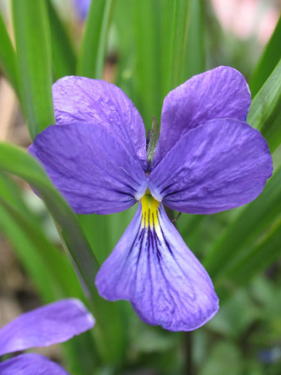 Viola corsica