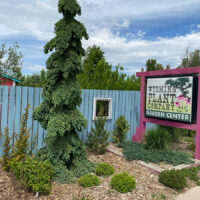 Weeping White Spruce