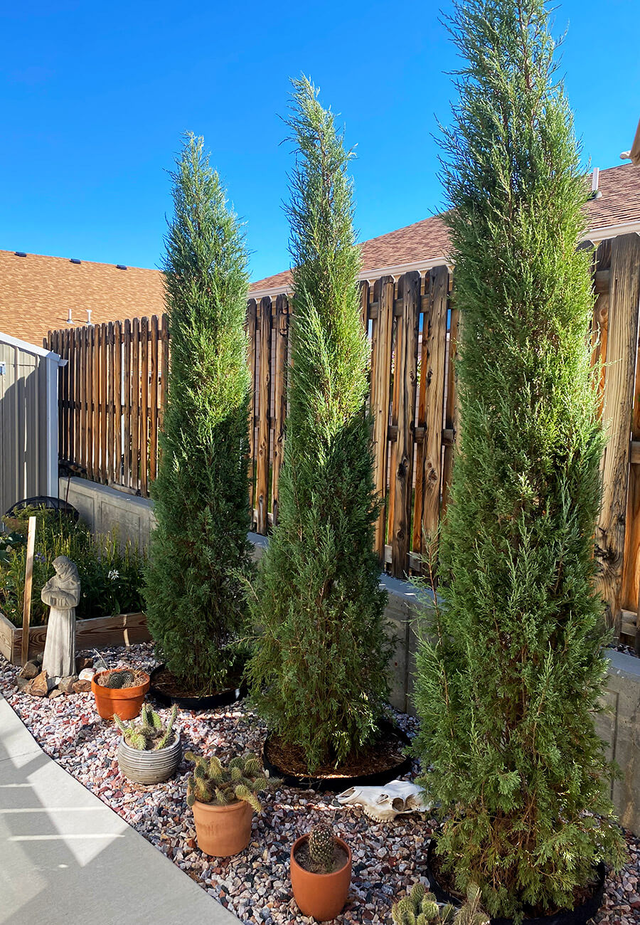 Woodward Juniper in Casper