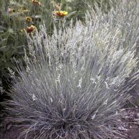 ‘Boulder Blue’ Fescue Grass