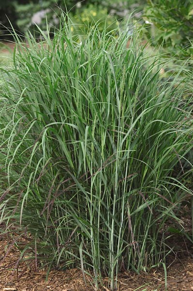 Shenandoah Switch Grass