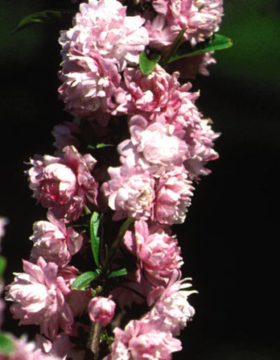 Pink Flowering Almond | Photo courtesy of Bailey Nurseries, Inc.