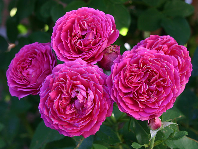 'Ruby Voodoo Rose, Plant Select® 2012 selection'