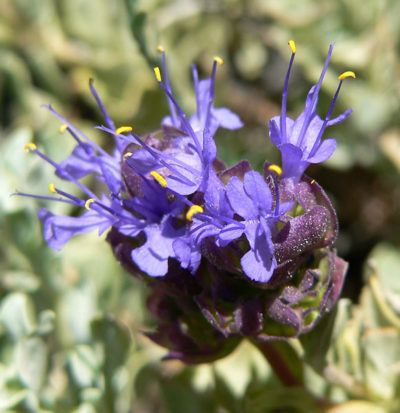 Desert Purple Sage | Photo by Stan Shebs