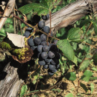 Bluebell Grape