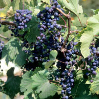 Frontenac™ Grape