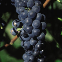 ‘Valiant’ Grape