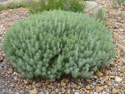 Dwarf Blue Rabbitbrush - Wyoming Plant Company