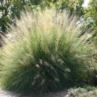 Giant Sacaton Grass