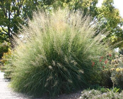 Giant Sacaton Grass