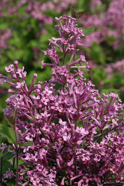 Bloomerang™® Lilac | Photo courtesy of Bailey Nurseries, Inc.
