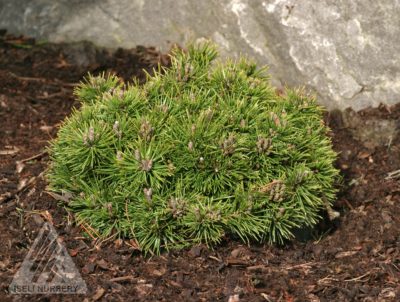 Pinus mugo ‘Donna's Mini’ | Photo courtesy of Iseli Nursery