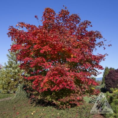 Acer x pseudosieboldianum 'North Wind', autumn; | Photo courtesy of Iseli Nursery