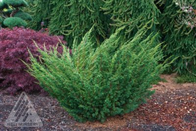 Juniperus chinensis 'Shimpaku' | Photo courtesy of Iseli Nursery