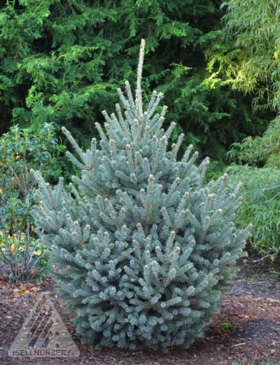 Picea glauca 'Yukon Blue' | Photo courtesy of Iseli Nursery