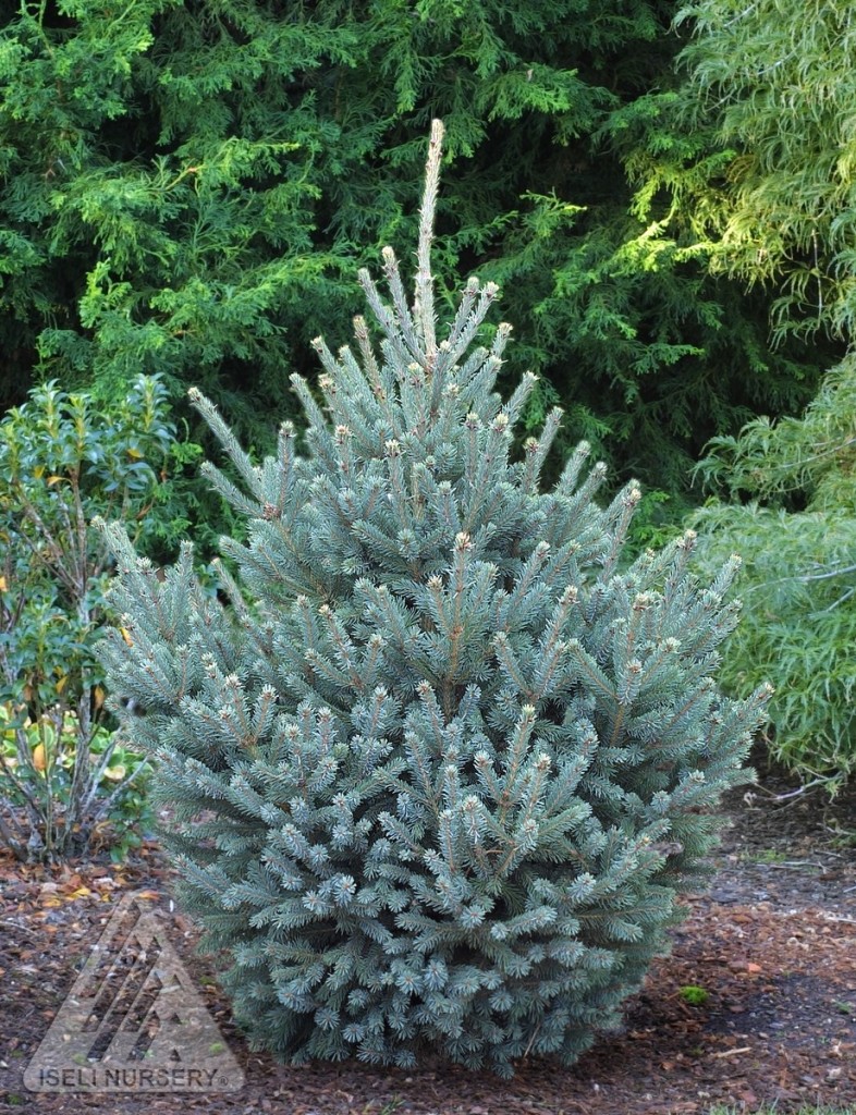 'Yukon Blue' Spruce Wyoming Plant Company