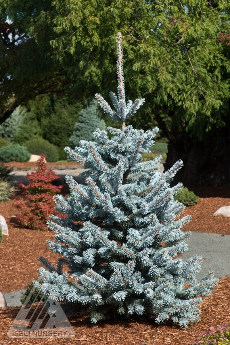 'Hoopsii' Blue Spruce | Wyoming Plant Company