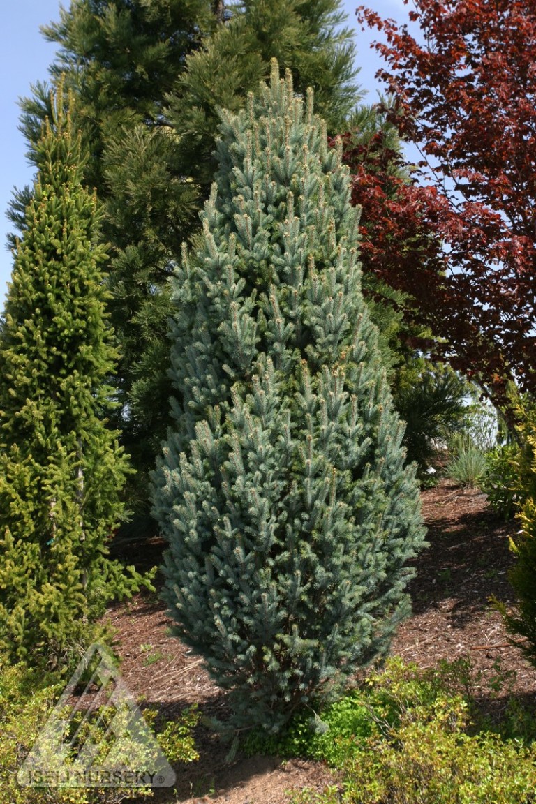 ‘Iseli Fastigiate’ Blue Spruce | Wyoming Plant Company