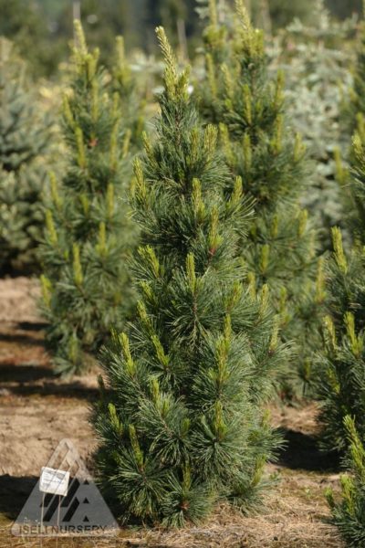 Pinus cembra 'Algonquin Pillar' | Photo courtesy of Iseli Nursery