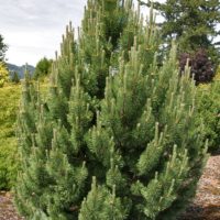 ‘Tannenbaum’ Mugo Pine