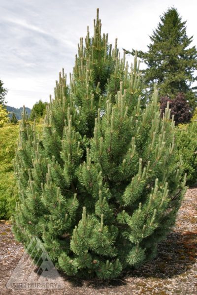 Pinus mugo 'Tannenbaum' | Photo courtesy of Iseli Nursery